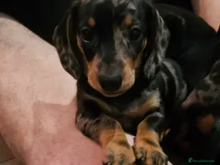 Miniature Dachshund dogs Our beautiful babies - Advert 16