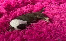 Australian Shepherd dogs for sale: Beautiful Australian Shepherd KC registration🥰 - Image 18