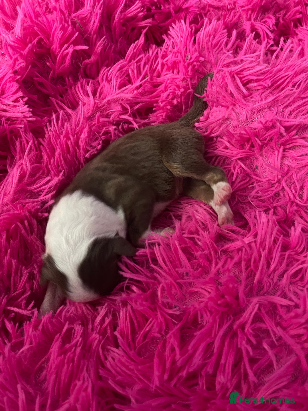 Australian Shepherd dogs for sale: Beautiful Australian Shepherd KC registration🥰 - Image 18