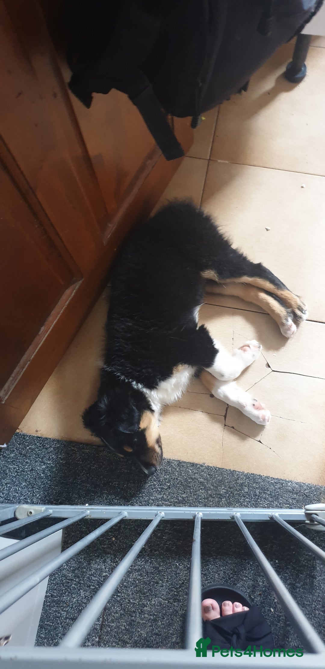 Border Collie dogs for sale: Male and female looking for loving home - Advert 2