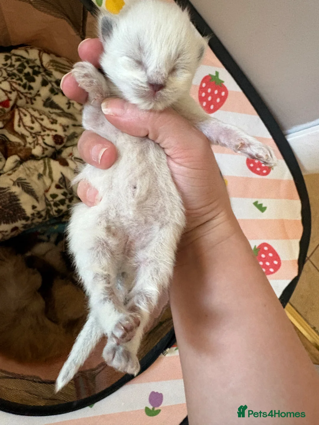 Ragdoll cats for sale: Mink Ragdolls for sale in Hereford - Advert 5