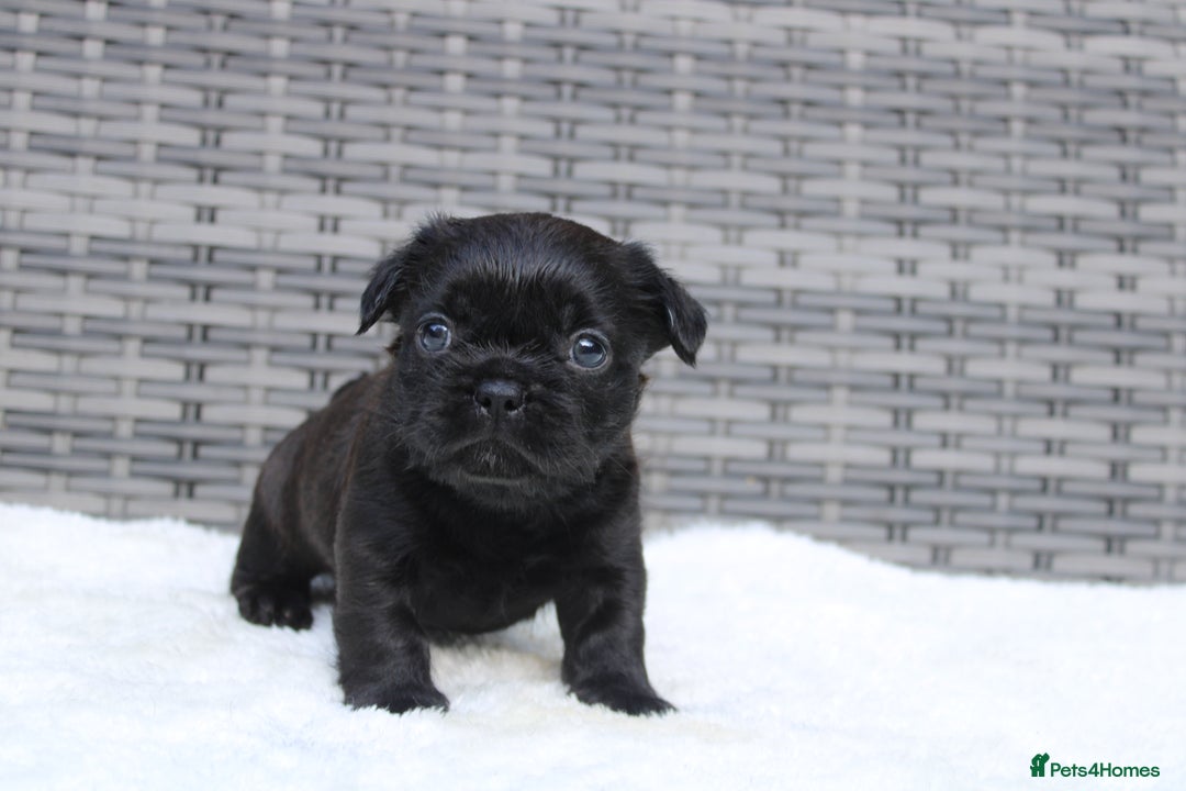 Mixed Breed dogs for sale: French bulldog X imperial shih tzu  - Image 14