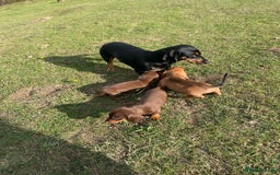 Dachshund dogs for sale: Male dachshund  - Image 8