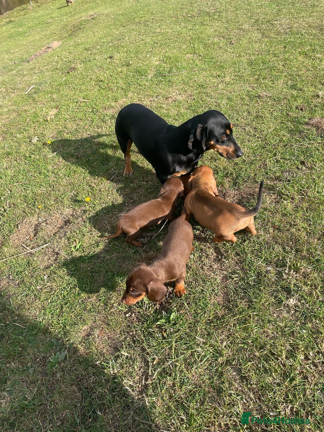 Dachshund dogs for sale: Male dachshund  - Image 8
