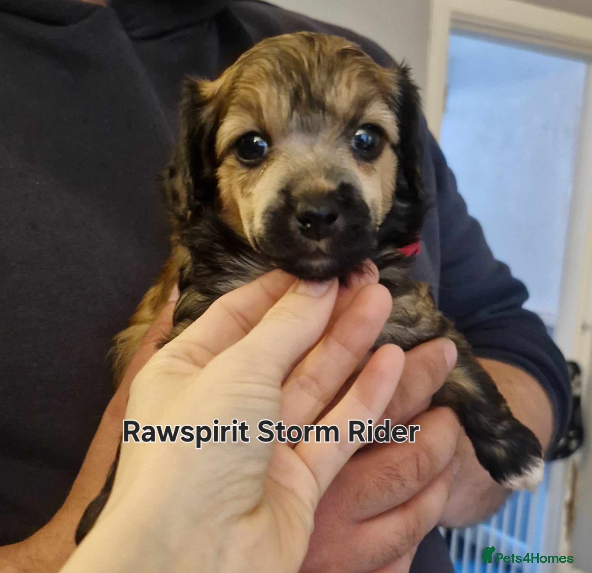 Chinese Crested dogs  **  Pure breed Kc reg girl and boy.  - Advert 4