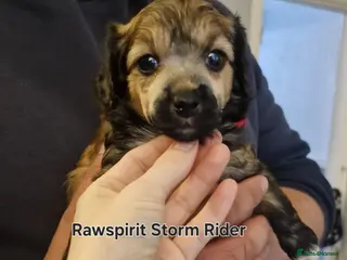 Chinese Crested dogs ** Pure breed Kc reg girl and boy. - Advert 4