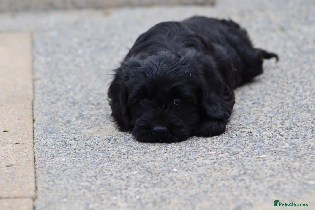 Cavapoo dogs for sale: Beautiful Cavapoo puppies for sale - Image 4