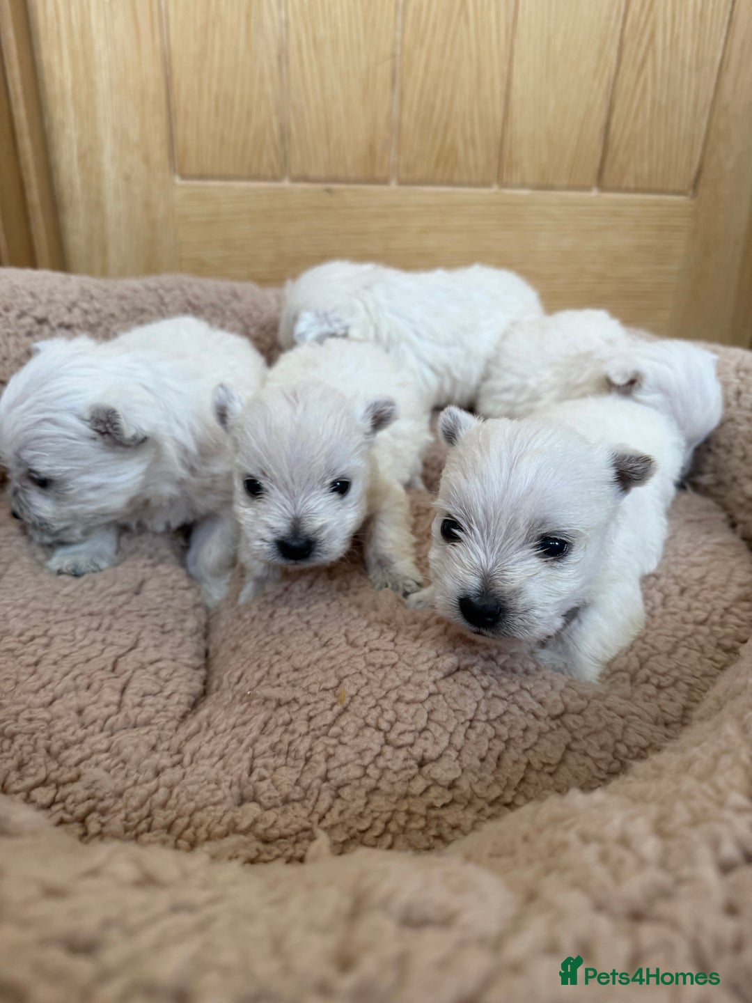 West Highland Terrier dogs for sale: Polish Bloodlines KC Westies.  - Advert 3