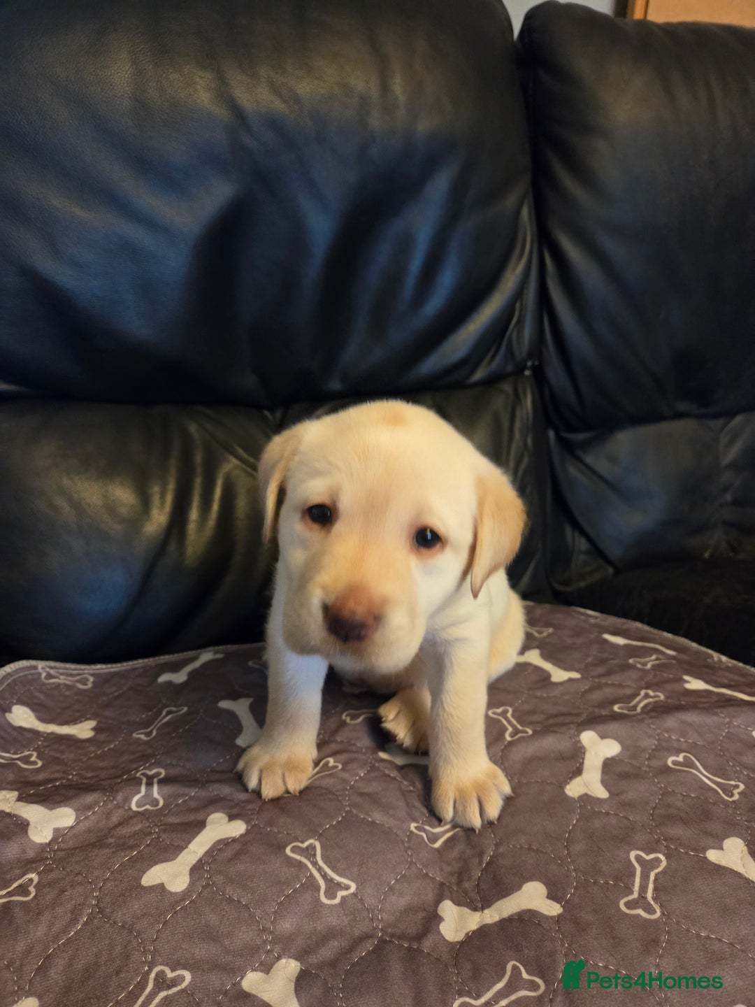 Labrador Retriever dogs for sale: Stunning litter of chunky pups - Advert 3