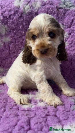 Cocker Spaniel dogs Champion Bloodlines KC Reg Show Cocker Spaniels - Advert 15