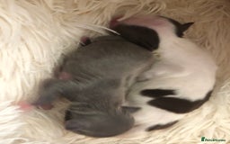 Chihuahua dogs for stud: Chihuahua  in Birmingham - Image 18