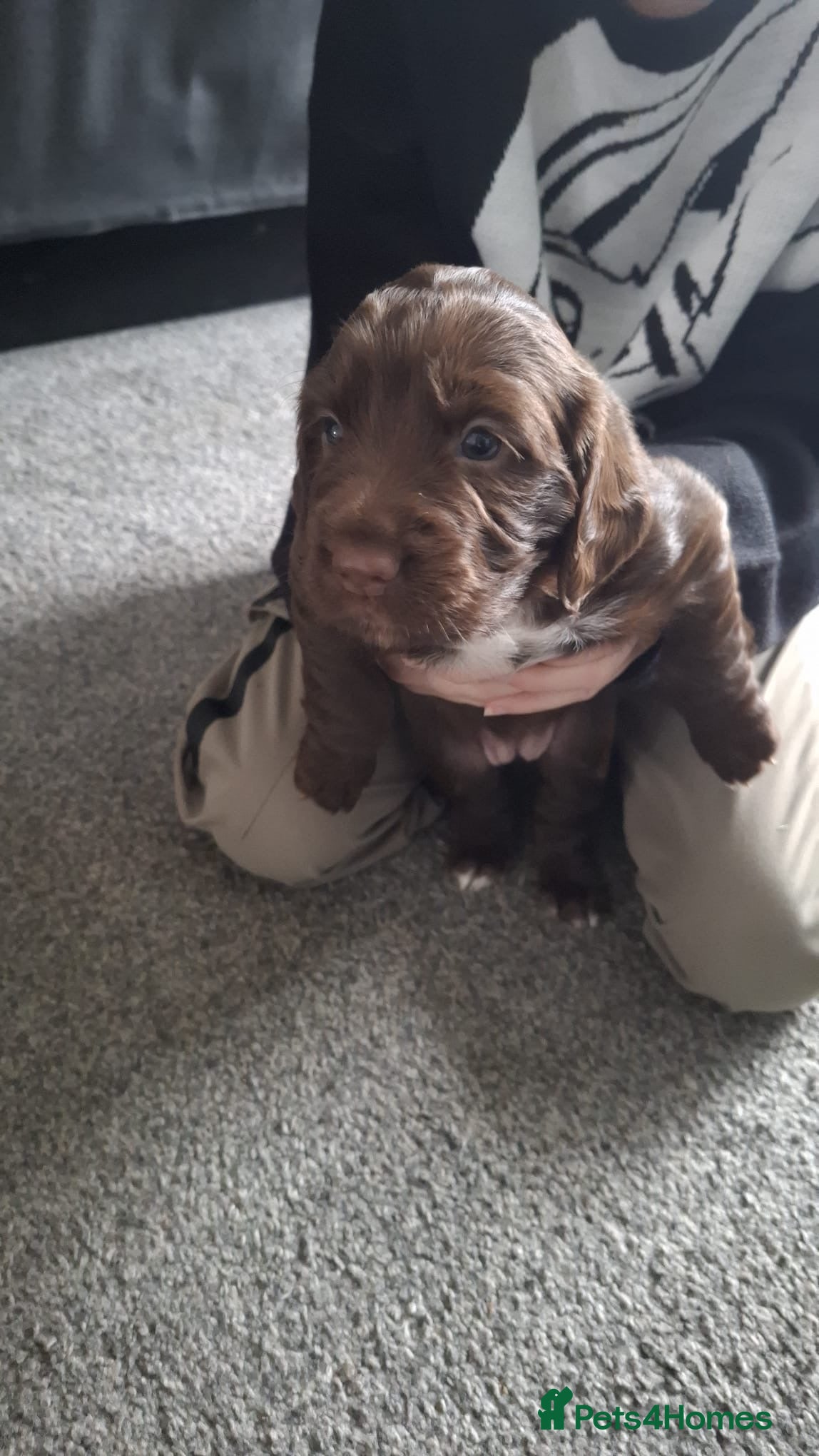 Cocker Spaniel dogs 3 x Cocker spaniel puppies  - Advert 13