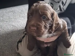 Cocker Spaniel dogs 3 x Cocker spaniel puppies - Advert 13