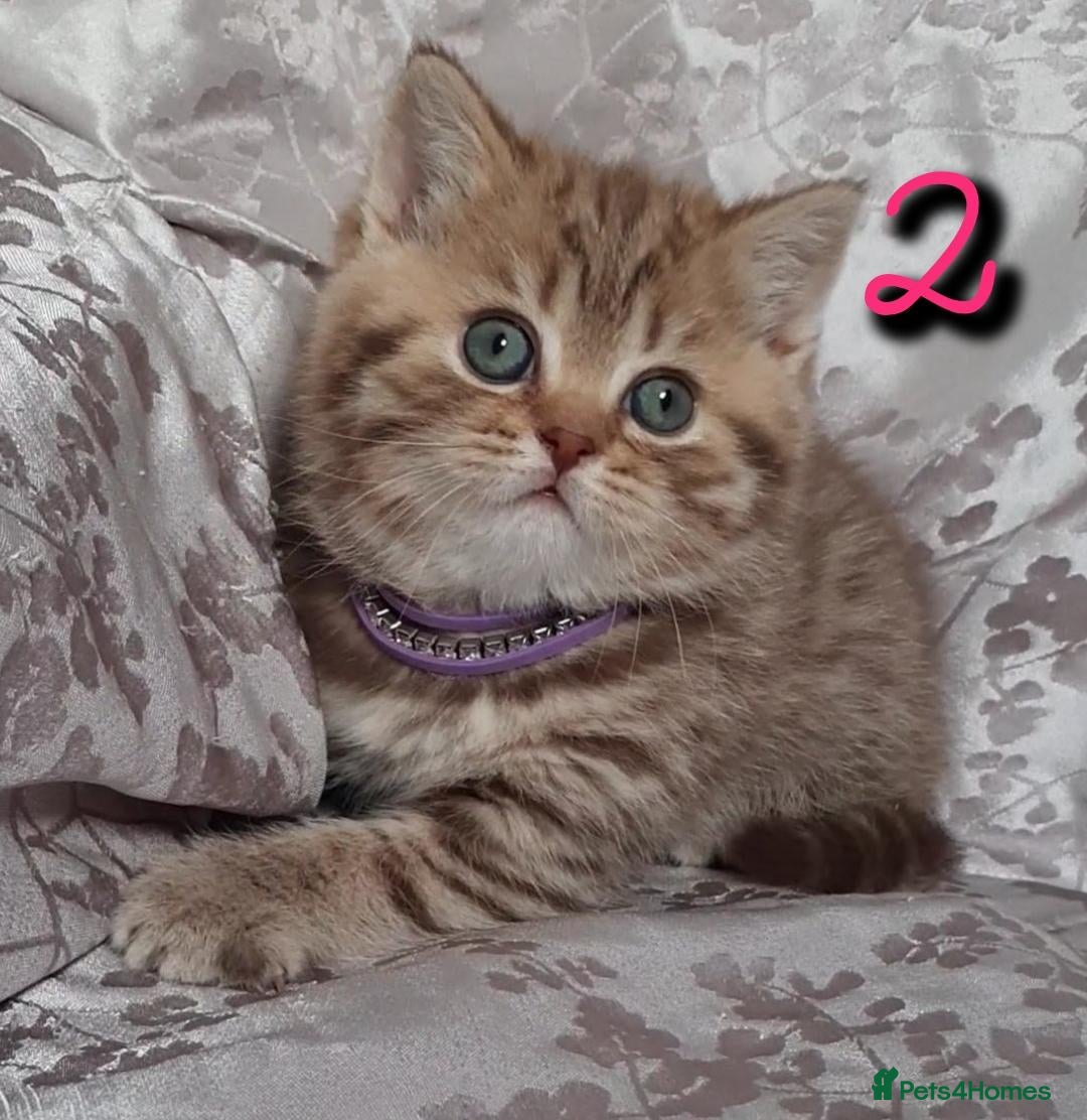 British Shorthair cats British kittens  - Advert 14
