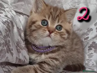 British Shorthair cats British kittens - Advert 5