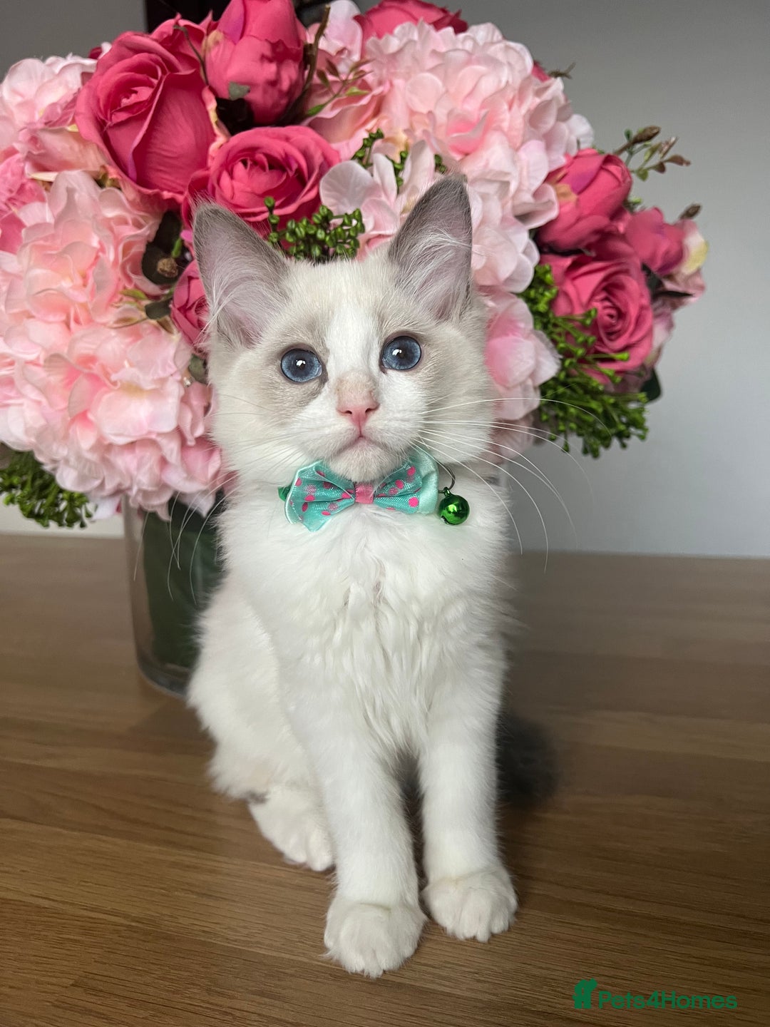 Ragdoll cats for sale: Registered Ragdoll kittens for sale - Image 3