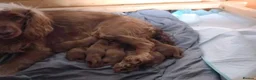 Cocker Spaniel dogs for sale: SHOW TYPE COCKER SPANIELS HEALTh CHECKED in Oldham - Advert 4