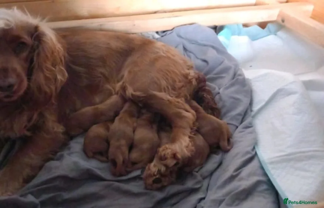 Cocker Spaniel dogs for sale: SHOW TYPE COCKER SPANIELS HEALTh CHECKED in Oldham - Advert 4