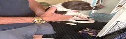English Springer Spaniel dogs for sale: Working springer spaniels - Advert 12