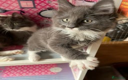 Maine Coon cats for sale: 3 Beautiful Main Coon - Image 3