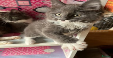 Maine Coon cats - Advert 2
