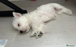West Highland Terrier dogs for sale: West Highland White Terrier Puppies - Image 4