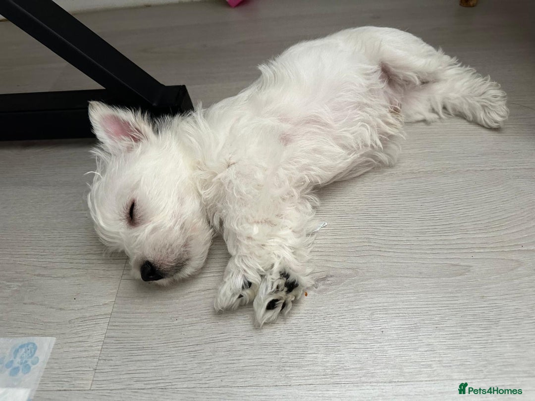 West Highland Terrier dogs for sale: West Highland White Terrier Puppies - Image 4