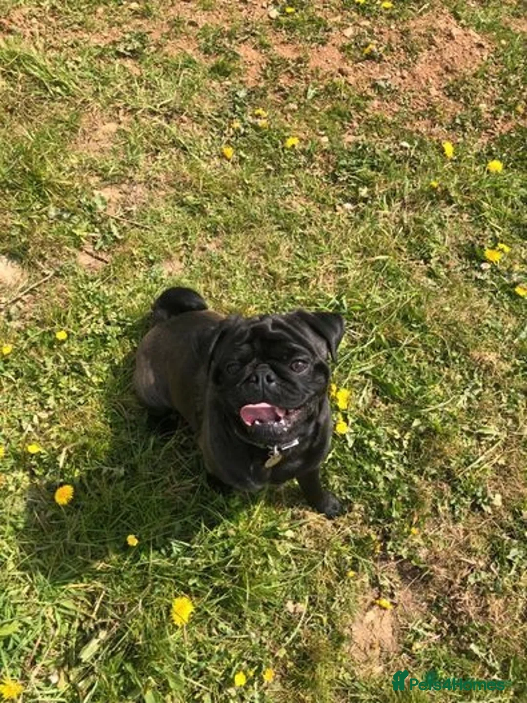 Pug dogs for stud: ❤️ DUD THE STUD💋 - Image 2
