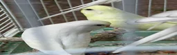 Budgerigars birds for sale: Budgies for sale in Norbury - Advert 6