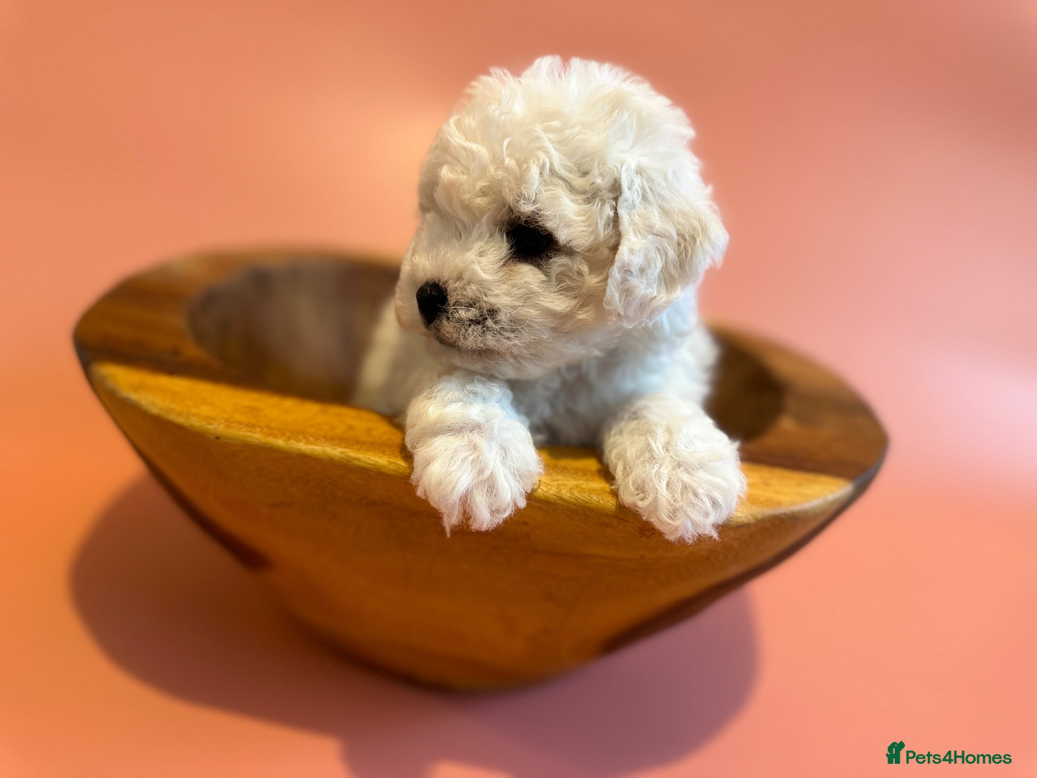 Bichon Frise dogs for sale: KC Bichon Frise Puppies Champion Bloodlines - Advert 5