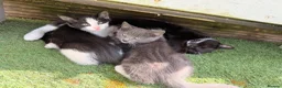 Mixed Breed cats for sale: 2 beautiful girls and 2 boys for sale - Advert 6