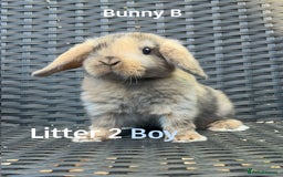 Mini Lop rabbits for sale: Baby mini lops for sale - Image 8