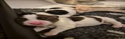 English Springer Spaniel dogs for sale: Beautiful English Springer spaniel pups - Advert 16