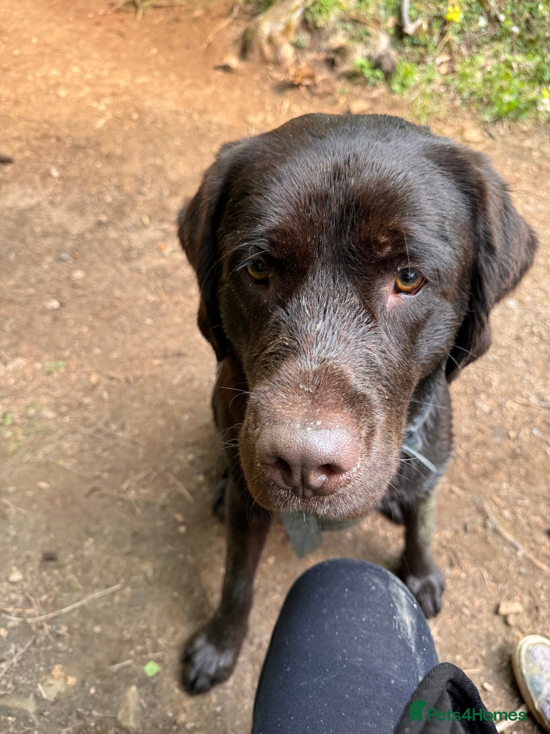 Mixed Breed dogs for sale: Rehoming uk newfador - Image 4