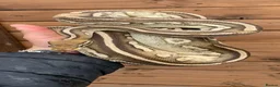 Python Snake reptiles for sale: Ball pythons  - Advert 8