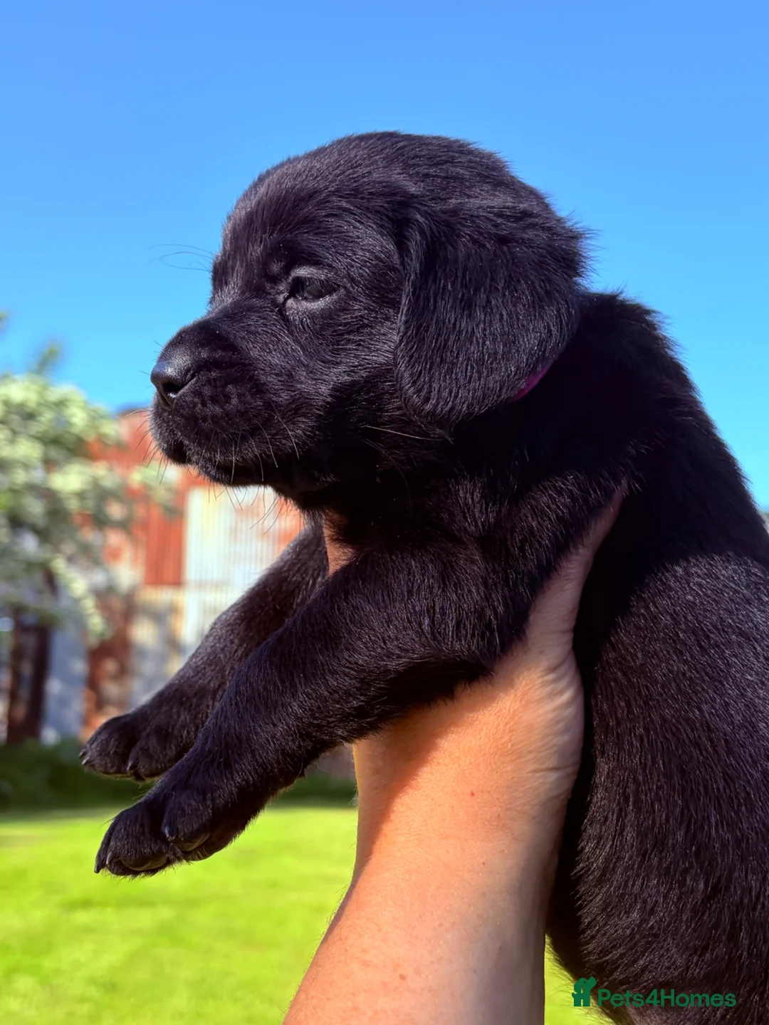 Labrador Retriever dogs for sale: Black Labrador pups 270 plus DNA Hips Elbows Eyes  - Advert 2