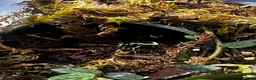 Frog reptiles for sale: Dart frogs dendrobates aurutus  - Advert 4