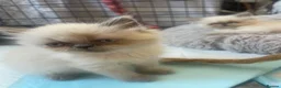 Persian cats for sale: Kittens in Doncaster - Advert 4