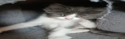 British Longhair cats for sale: READY NOW!!!! Stunning kittens - Advert 7