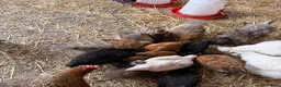 Chickens poultry for sale: Vorwerk chickens  - Advert 3