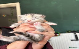 Bengal cats for sale: Beautiful half bengal kittens  - Image 4