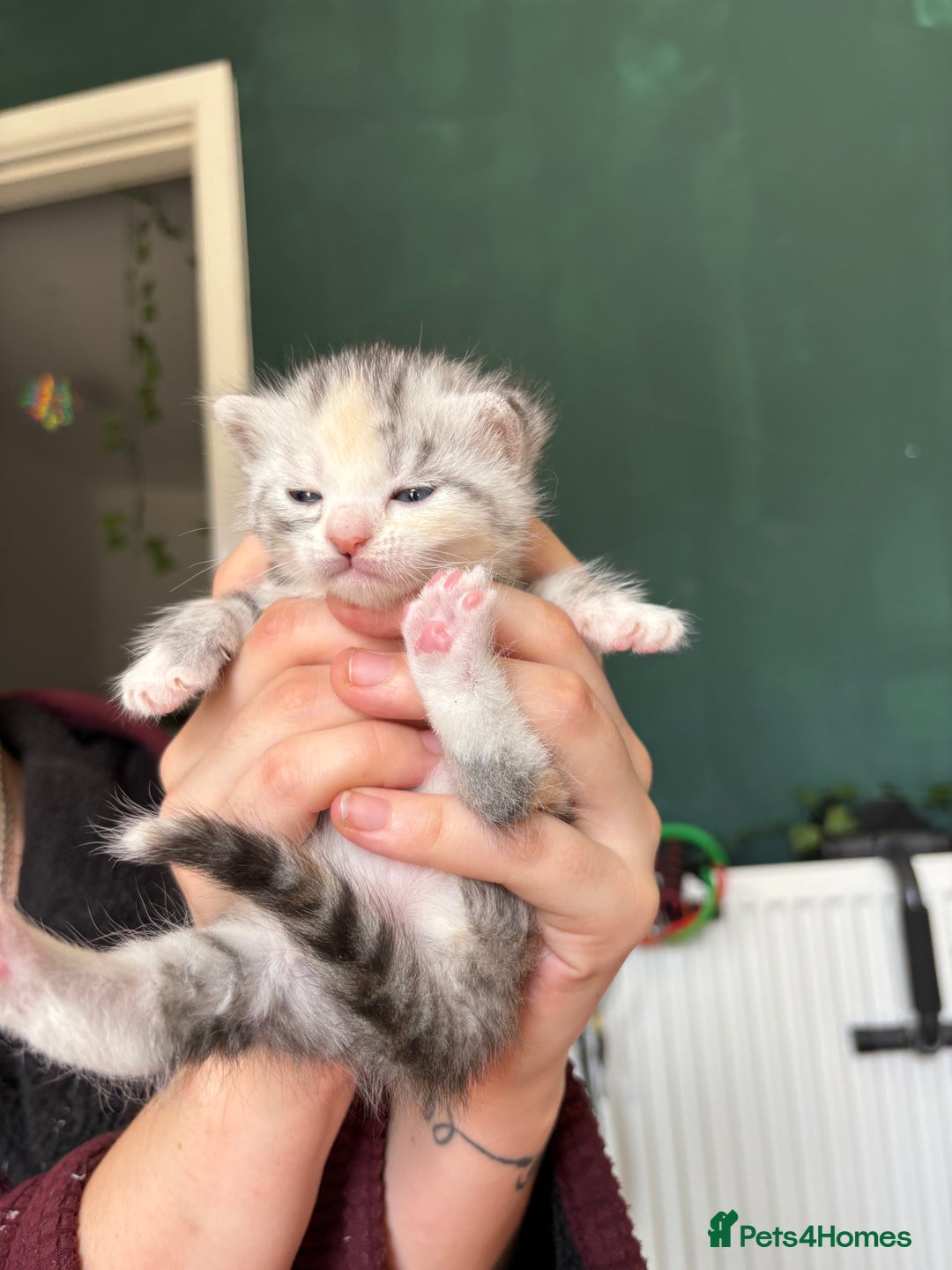 Bengal cats for sale: Beautiful half bengal kittens  - Image 4
