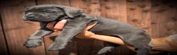 Cane Corso dogs for sale: 🐾 Balestra Magica Corso – Litter “K” 🐾 IKC/FCI - Advert 29