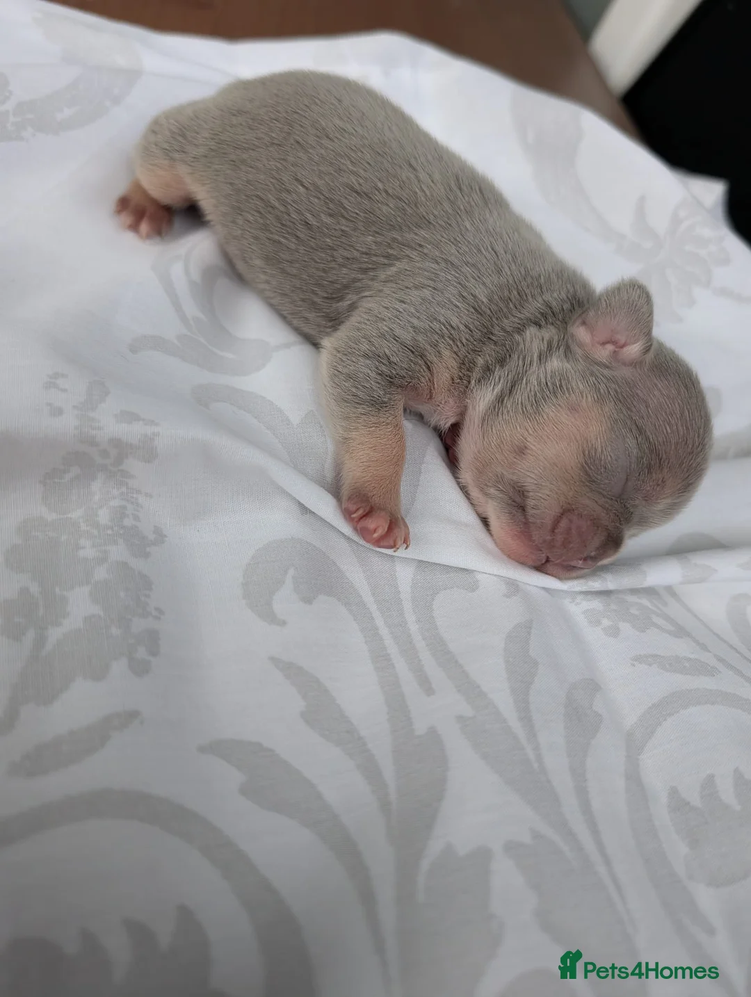 French Bulldog dogs for sale: Grey tri merle  - Advert 1