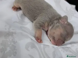 French Bulldog dogs Grey tri merle - Advert 3