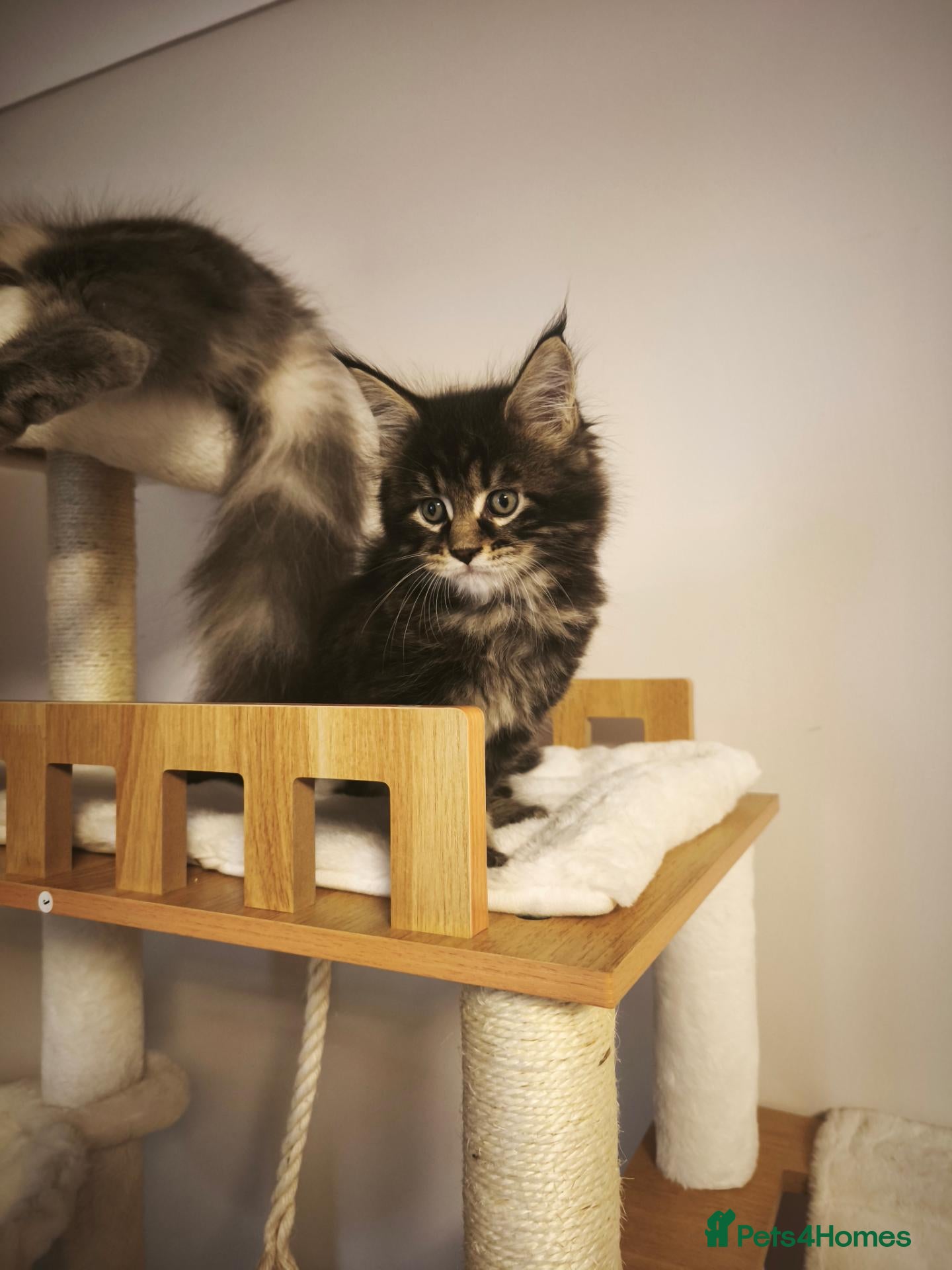 Maine Coon cats Beautiful Maine Coon kittens - Advert 2