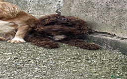 Cockapoo dogs for sale: LOOKING FOR A NEW LOVING HOME - Image 1