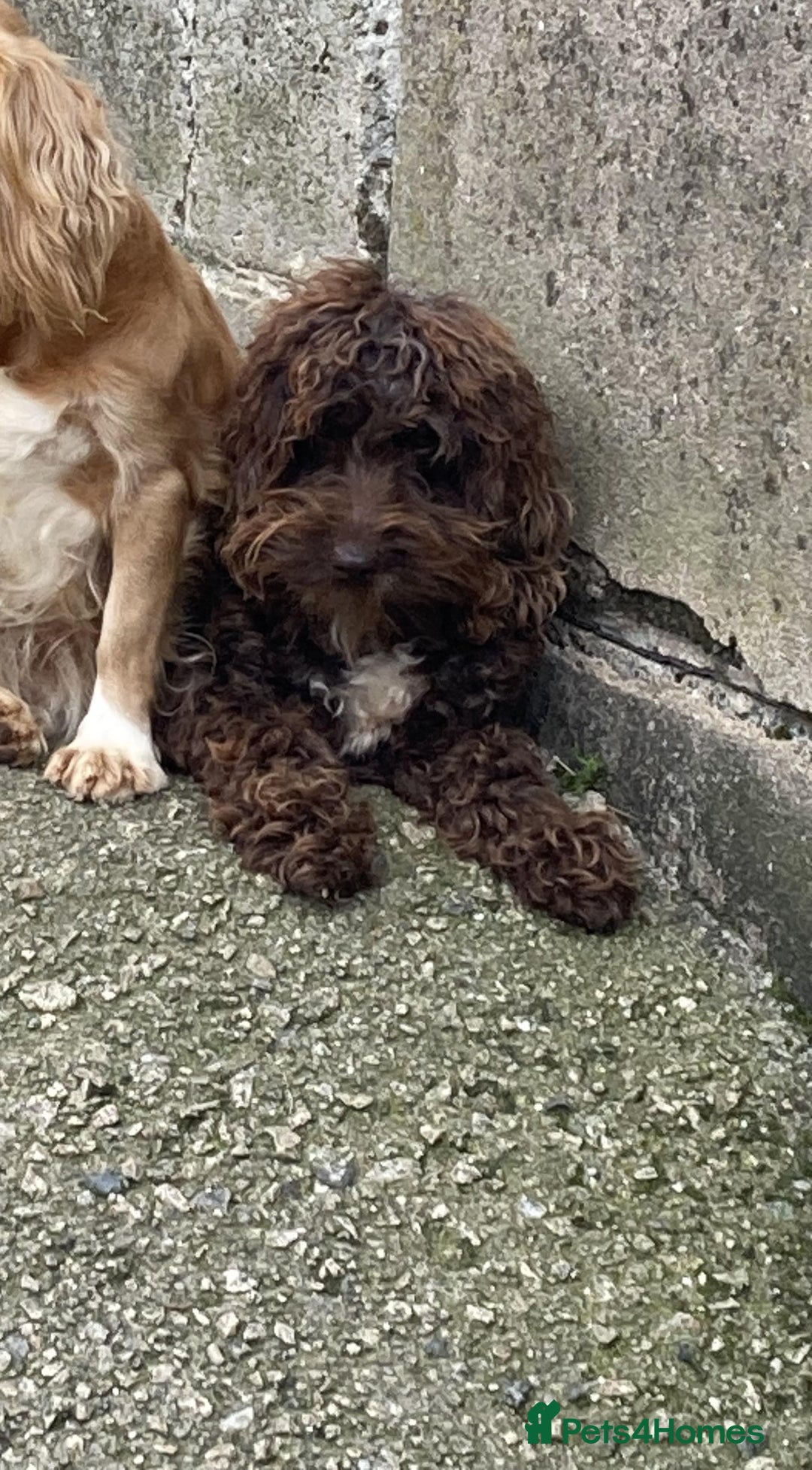 Cockapoo dogs for sale: LOOKING FOR A NEW LOVING HOME - Image 1
