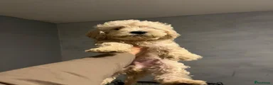 Goldendoodle 4