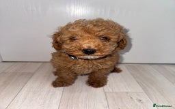 Poochon dogs for sale: Lovely poochon puppy’s for sale - Image 5